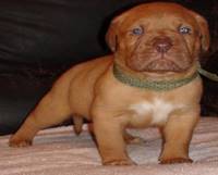 Description: C:\Users\Matt\Documents\ivybordeaux\012510 puppy pics\blue 4 wks.jpg