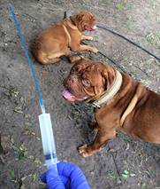 Description: C:\Users\Matt\Documents\ivybordeaux\Laszlo\laz stud 1.jpg